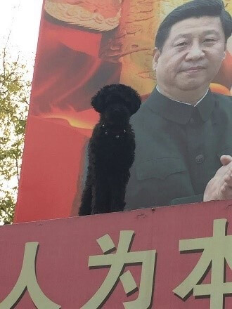 Poodle and Xi Ji Ping